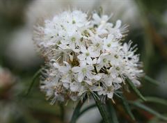 R.tomentosum 'linearifolium'
